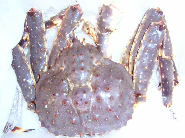 活 タラバ蟹